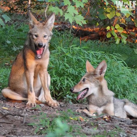 Wolf conservation - Today, the California Wolf Center is one of the largest breeding facilities out of the 60 participating institutions located throughout the United States and Mexico. Mexican Wolf Conservation Program. Founded by California Wolf Center in 2006 with the goal of advancing human-wolf coexistence, our Mexican Wolf Conservation Program has …